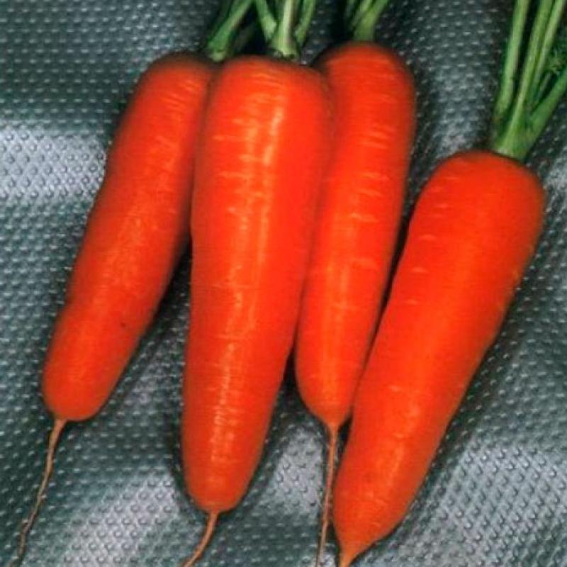 CHANTENAY RED CORED, 500 gr.