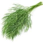 Dill mammoth 500 gr.