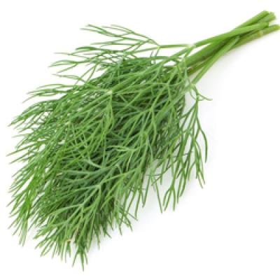 Dill mammoth 500 gr.