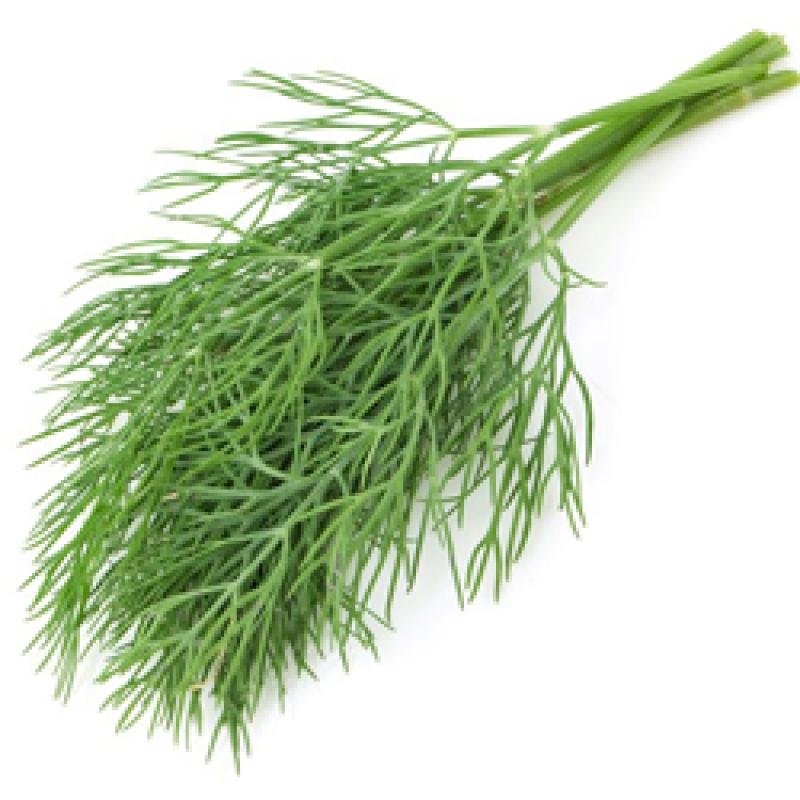 Dill mammoth 500 gr.