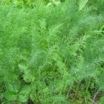 Dill mammoth 500 gr.