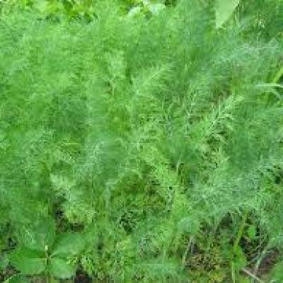 Dill mammoth 500 gr.