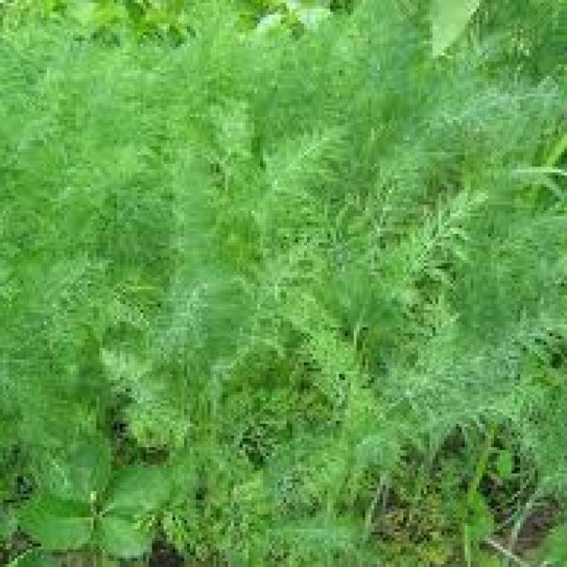 Dill mammoth 500 gr.