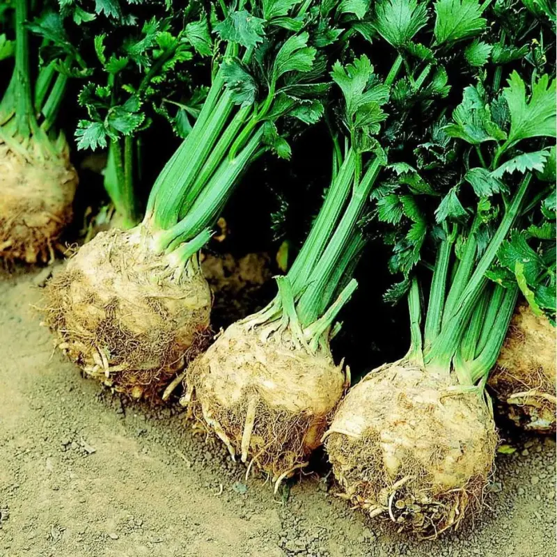 Mars — țelina rădăcina 500 gr.